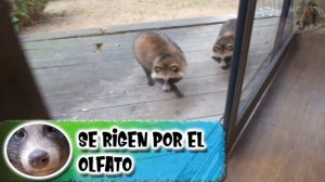 tanuki: El maestro del disfraz - documental de animales salvajes