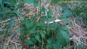 Сорта ремонтантной малины.Обзор сортов малины