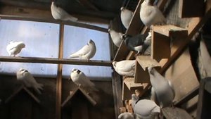 Пермские гривуны.