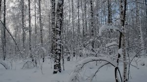 Охота с лайками на лося, добыл мяса на зиму
