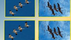 Мнемотаблица "ПАДАЮТ ЛИСТЬЯ" музыка М. Красева - (минус)