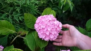 НАЧАЛО ЦВЕТЕНИЯ ГОРТЕНЗИЙ 01.07.24г.