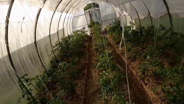 Дальнейший уход за яровым чесноком??? смотреть онлайн