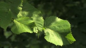 Lime tree leaves close up (Tilia platyphyllos T cordata T x euro')