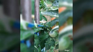 Выращивание томатов в бочке.