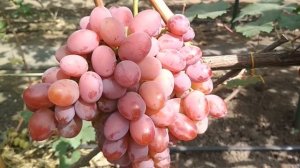 Виноград - Подарок Ирине .