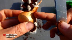 ВЫРАЩИВАНИЕ ЛУКА БЕЗ ЗЕМЛИ НА ПОДОКОННИКЕ! УДИВИТЕЛЬНЫЙ РЕЗУЛЬТАТ