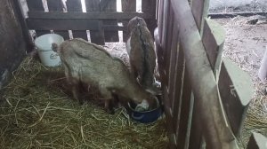 Новые жители в хозяйстве. рацион кормления моих козлят в 1,5 месяца