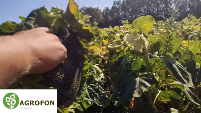 ?Новинка 2021 ?Подсолнечник ?ЕС Супра? по Гран Стар 50г/га|AGROFON ☎️095-352-68-22 ☎️067-554-26-22 смотреть онлайн