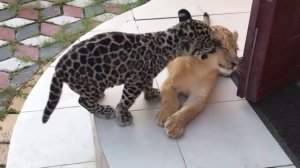 Ягуарчик и львичка! Тайган