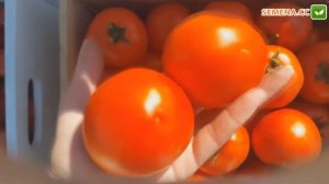 Мамако F1 томат (Syngernta)