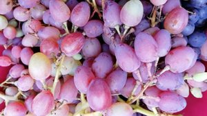 Саженцы винограда Кишмиш Премьер Питомник Садоград