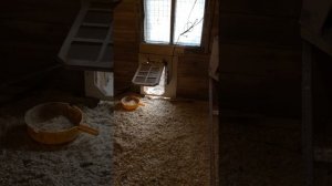 двери в курятник с приводом и таймером