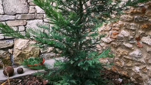 Кипарисовик Лейланда --самый #быстрорастущий_хвойник