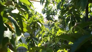 Белые пятна на плодах персика . прошу помощи подсказать как бороться ?