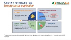 Возбудители мастита КРС: стрептококки и стрептококкоподобные бактерии