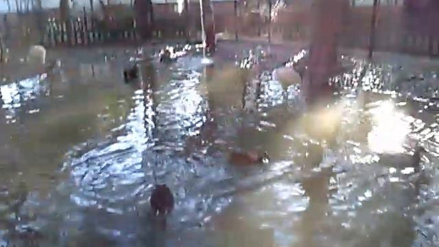 Турецкий контактный мини-зоопарк смотреть онлайн