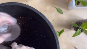 Гелиотроп Перевалка Черенкование