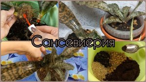 Деление САНСЕВИЕРИИ Кирки?Какую детку можно уверенно отселять?Обработка корневища?Состав грунта