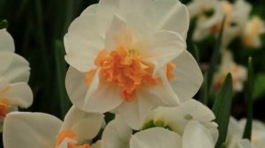 Narcissus Pink Paradise
