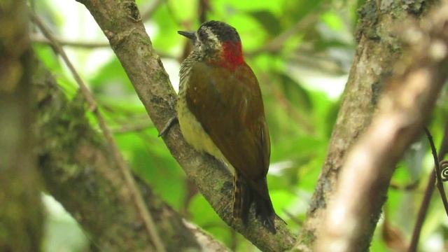 Veniliornis dignus (Hembra) - Yellow-vented Woodpecker - Putumayo смотреть онлайн