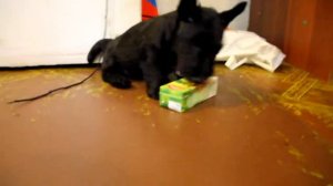 Скотч-терьер