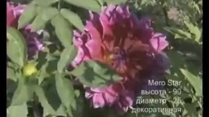 Какие существуют сорта георгин, фото галлерея цветов