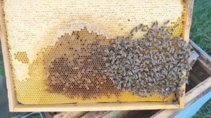 САМАЯ БОЛЬШАЯ ОСЫПЬ КЛЕЩА 2000 штук есть ли пчёлы для зимовки КАК БЫСТРО ПОДСИЛИТЬ СЕМЬЮ ?☝️?