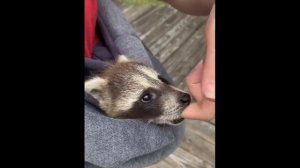 Милые домашние и дикие животные