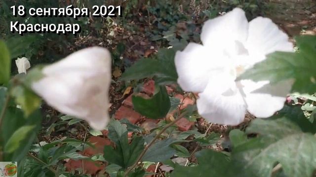 Укоренение черенков лагерстрёмии. Часть 2 смотреть онлайн