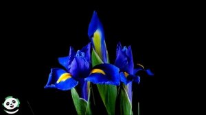 Невероятное видео о том, как распускаются цветы