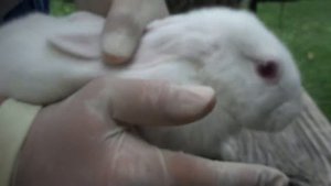 Определение пола у кроликов 1 месяц и 6 месяцев