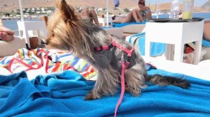 VLOG: отдых с собакой в Турции// Собаки в ресторане//Пожары в Турции//Перелёт из Турции с собакой