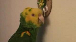 Попугай говорит