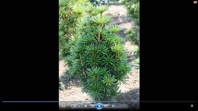 Свойства хвойных растений смотреть онлайн