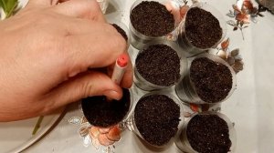 Черенкование петунии осенью. Как сохранить петунию зимой. Мой первый опыт.