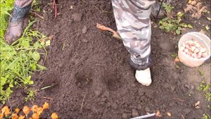 Подготовка и посадка озимого (зимнего) чеснока.