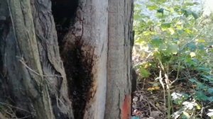 Пчелы в дупле 28.08.2021