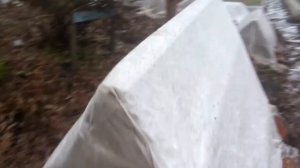 Укрываем розы в Нижегородской области!