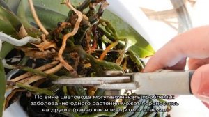 Как посадить орхидею в домашних условиях