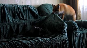 Смотри как домашняя Лиса резвится с кошкой!