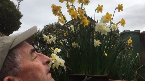 Growing perfumed Daffodils / Narcissus in pots - its easy!
