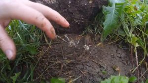 Едят ли куры слизней?