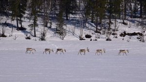 Дикие северные олени. Лапландский заповедник