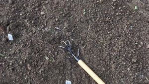 Посадка озимого чеснока - основные правила