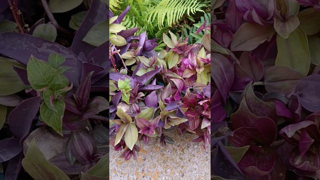 Традесканции, пока меня не было, немного одичали😊, но держатся бодрячком🌿 🍀🌺 #дикаяроза