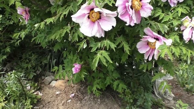 Этому пиону 30 лет!!! Всё село приходит смотреть его цветение! смотреть онлайн