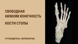 Кости свободной нижней конечности. Кости стопы