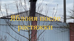 Сделайте обязательно растяжку молодых яблонь