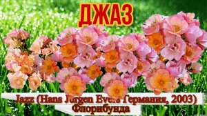 Роза Джаз (Флорибунда) - Jazz (Hans Jürgen Evers Германия, 2003)